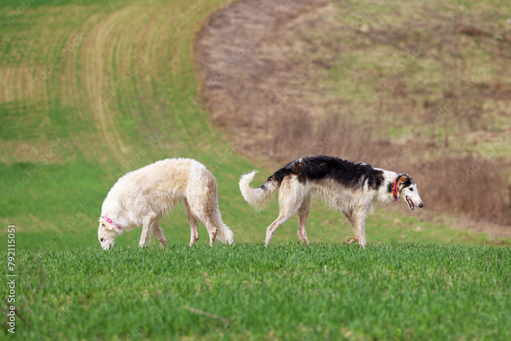 Obraz premium Two Russian greyhounds stand in a field, against the natural background of the field, during a walk. Active recreation concept with dogs.