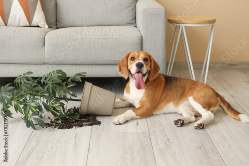 Naughty Beagle dog with overturned houseplant lying on floor in messy living room