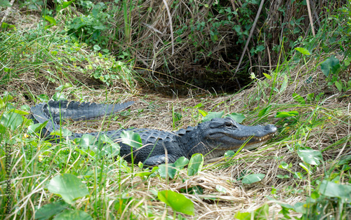 Alligator, Everglades © Tamela