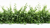 3d render of lush green creeper plants isolated on white background realistic foliage and vines illustration