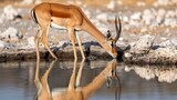 Black-faced Impala, Aepyceros melampus petersi, drinking at waterhole. Etosha National Park, Namibia, Angola & Namibia.

