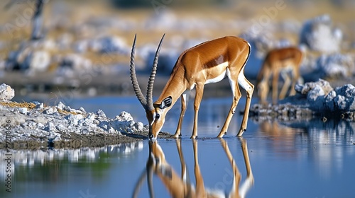 Black-faced Impala, Aepyceros melampus petersi, drinking at waterhole. Etosha National Park, Namibia, Angola & Namibia.