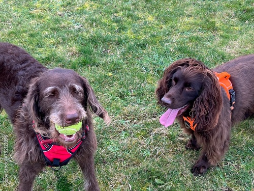 two dogs playing photo