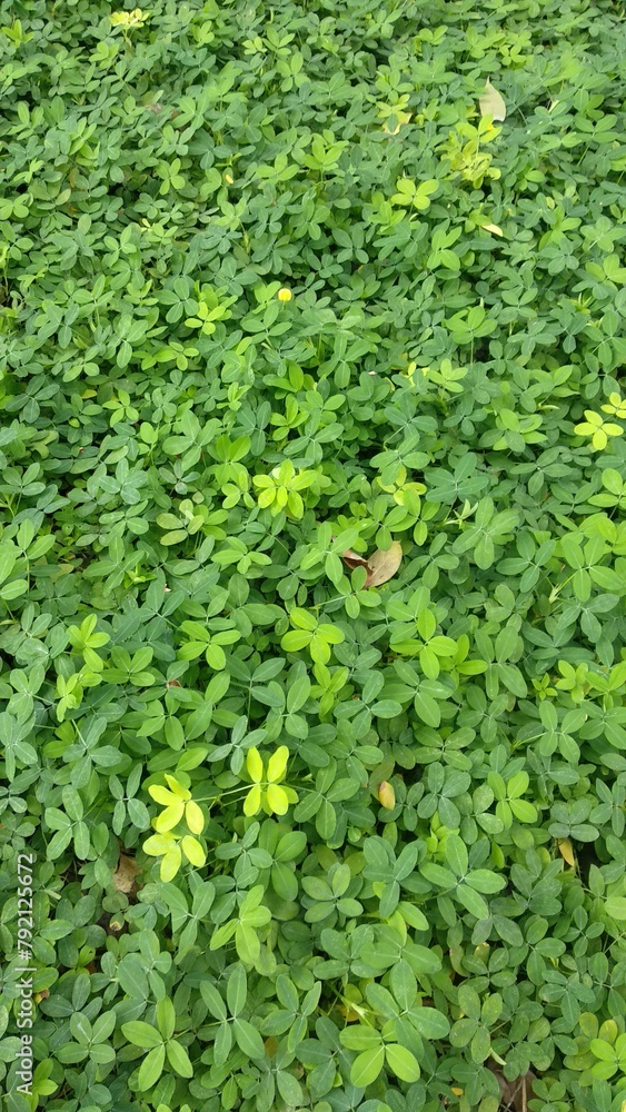 Full Frame Foliage Photo Artwork