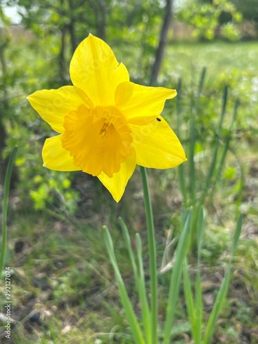 yellow daffodil flower