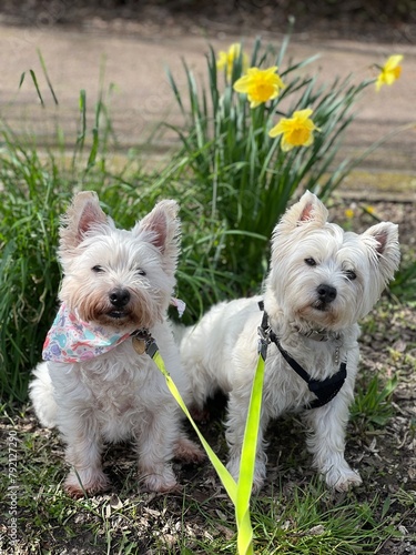 yorkshire terrier puppies photo