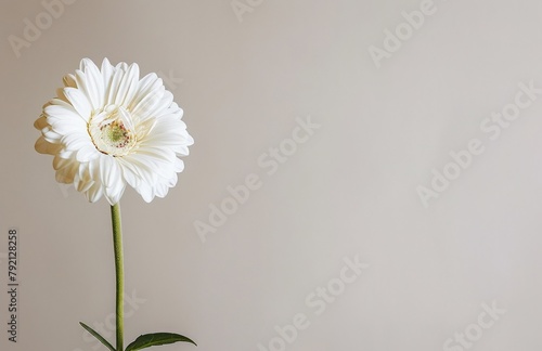 White Flower in Vase on Table