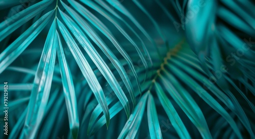Close Up of Palm Tree Leaves
