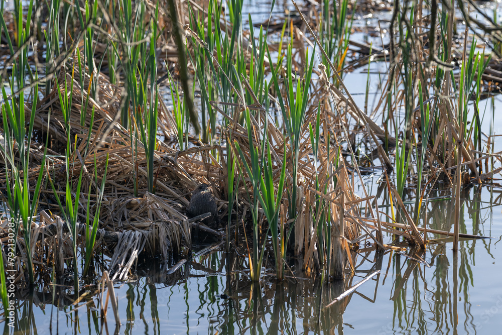 Fototapeta premium The river nutria bites off dry parts of the reeds.