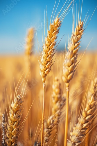 Vibrant Wheat Field Under Blue Sky