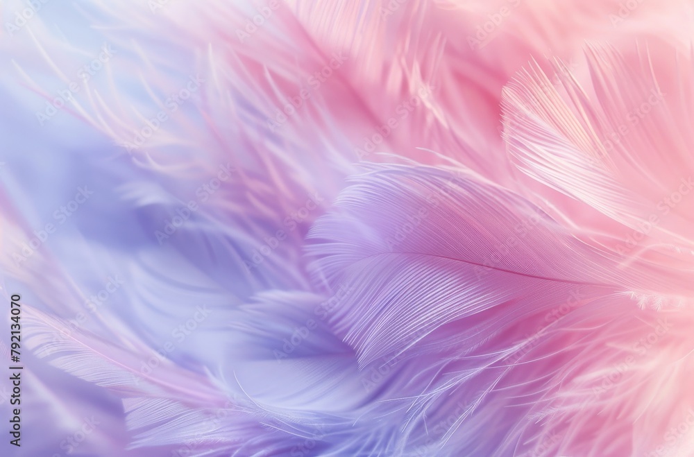 Close Up of a Pink and Purple Feather