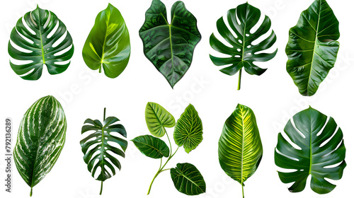set of exotic big leaf green interior home plant for decoration and different foliage leaves and petals closeups cotout isolated on transparent png background
