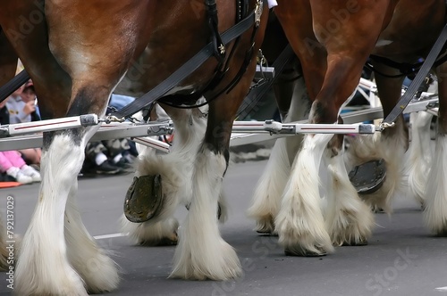 Detail, Clydesdale horses pulling wagon photo