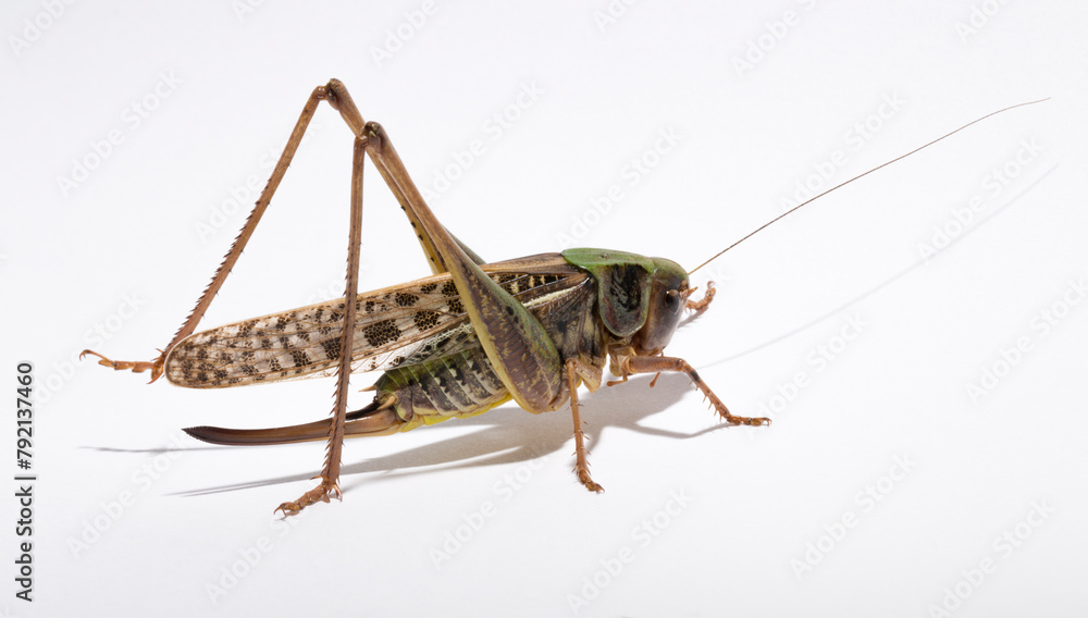 Wart-biter (Decticus verrucivorus) is a bush-cricket in the family Tettigoniidae. Grasshopper close-up. A female insect on a white background. Wart-biter (Decticus verrucivorus) is a bush-cricket in the family Tettigoniidae. Grasshopper close-up. A female insect on a white background.