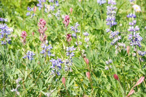 Meadows of wildflowers