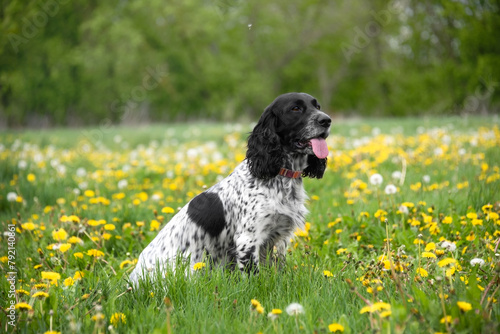 A charming black and white hunting spaniel dog sits in a clearing with blooming dandelions. A walk with a pet. Hunting dog.
