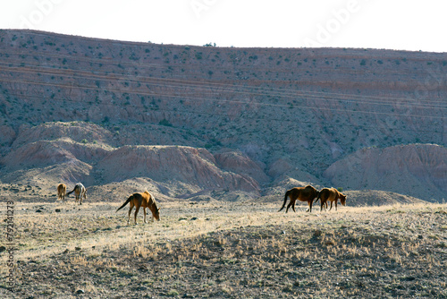 Five wild horses graze along a rural road in northern Arizona