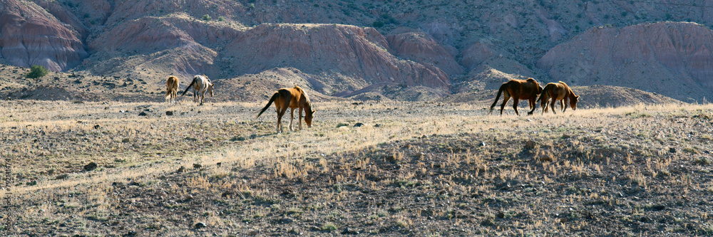 Ultra-wide panorama of five wild horses grazing along a rural road in northern Arizona Ultra-wide panorama of five wild horses grazing along a rural road in northern Arizona