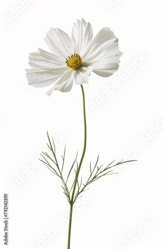 White Flower Against White Background