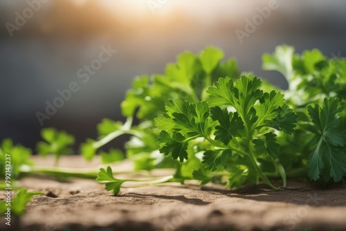 'parsley chervil bush curly fresh green herb leaf plant bunch bundle cilantro aromatic healthy spice botany isolated nature white background diet' photo