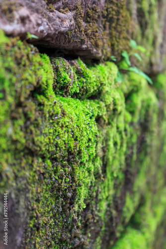 moss on stone wall

