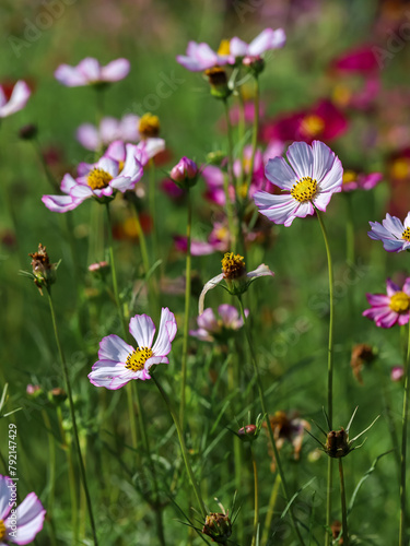 Colorful Cosmos Flower - Cosmos bipinnatus, Beautiful Pink Flowers in Backyard Garden. Bokeh background. Beauty in nature