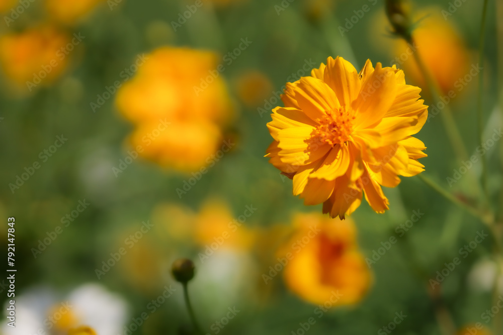Cosmos bipinnatus or Mexican aster. Close up of yellow and orange cosmos flower. Beauty in nature
Cosmos bipinnatus or Mexican aster. Close up of yellow and orange cosmos flower. Beauty in nature