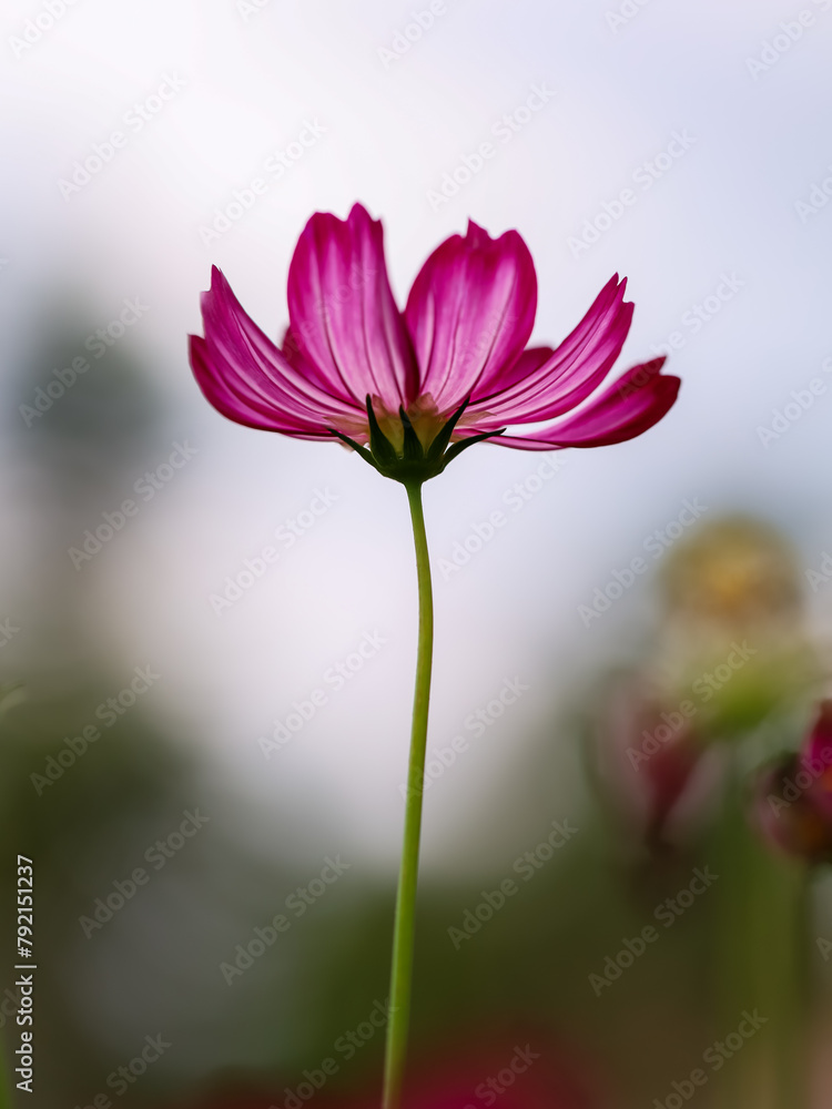 Colorful Cosmos Flower - Cosmos bipinnatus, Beautiful Pink Flowers in Backyard Garden. Bokeh background. Beauty in nature Colorful Cosmos Flower - Cosmos bipinnatus, Beautiful Pink Flowers in Backyard Garden. Bokeh background. Beauty in nature