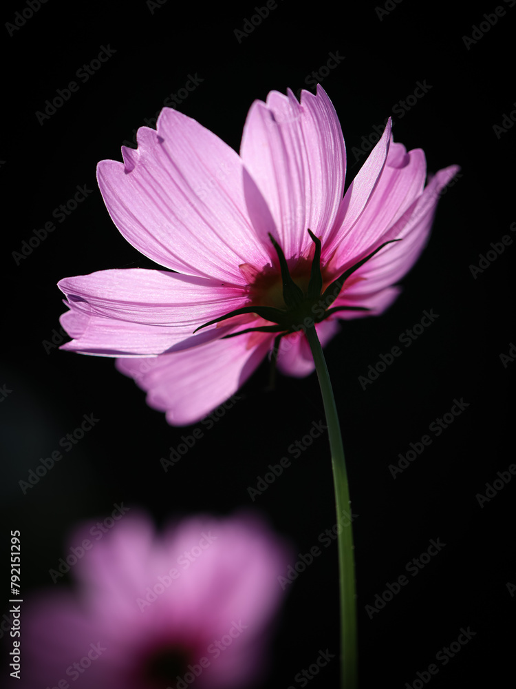 Colorful Cosmos Flower - Cosmos bipinnatus, Beautiful Pink Flowers in Backyard Garden. Bokeh background. Beauty in nature Colorful Cosmos Flower - Cosmos bipinnatus, Beautiful Pink Flowers in Backyard Garden. Bokeh background. Beauty in nature