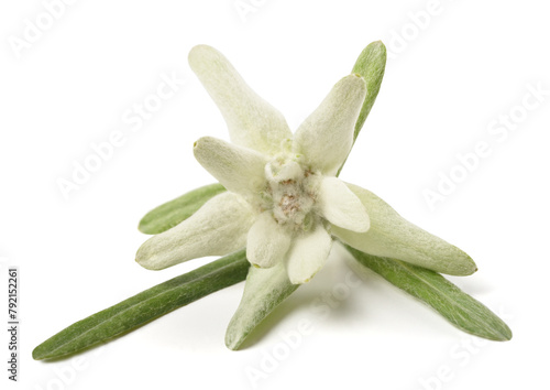 Edelweiss flower photo