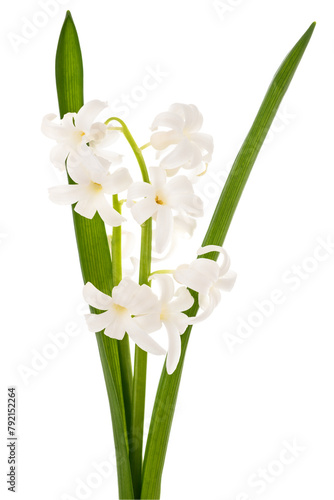 White hyacinth flowers