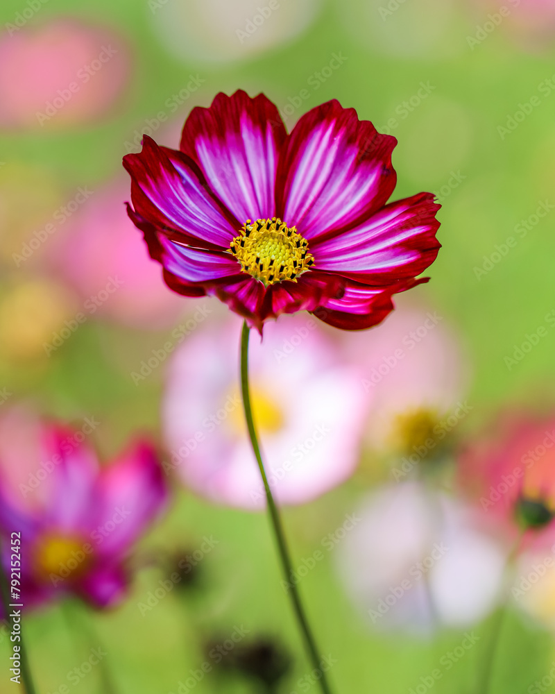 Fototapeta premium Colorful Cosmos Flower - Cosmos bipinnatus, Beautiful Pink Flowers in Backyard Garden. Bokeh background. Beauty in nature