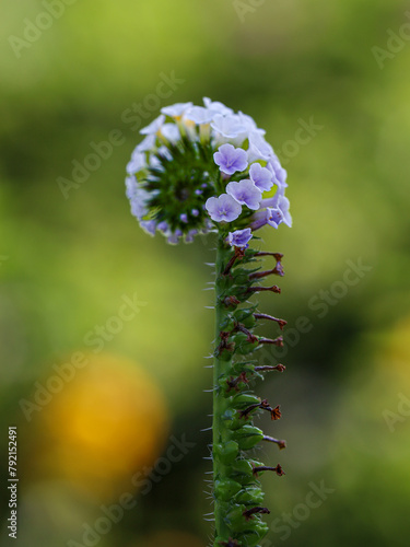 Heliotropium indicum with a natural background. Also called Sangketan, buntut tikus, Indian heliotrope, Indian Turnsole, Heliophytum indicum, Heliotropium parviflorum or Tiaridium indicum. Blue sky
 photo