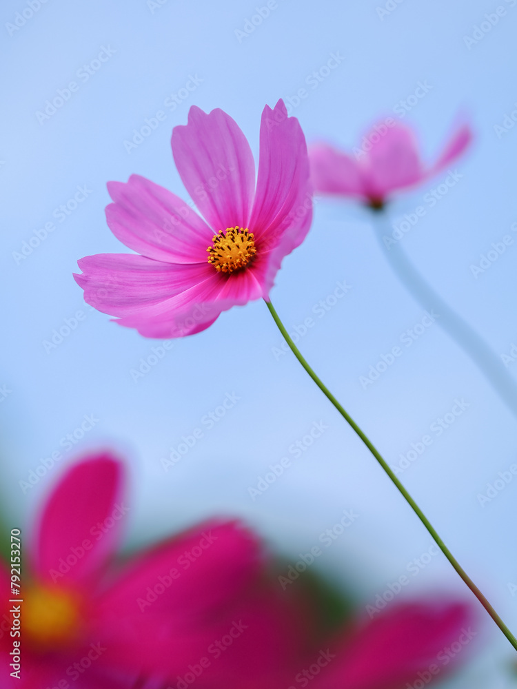 Colorful Cosmos Flower - Cosmos bipinnatus, Beautiful Pink Flowers in Backyard Garden
Colorful Cosmos Flower - Cosmos bipinnatus, Beautiful Pink Flowers in Backyard Garden