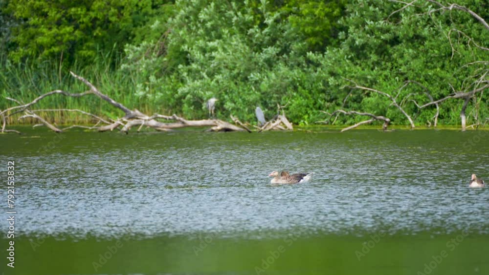 goose swims along the river