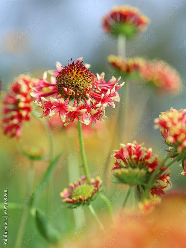 Close up of The Gaillardia Daisy, also known as Blanket Flower, is a fun, color-popping perennial to add to your garden. red wildflower in nature
Close up of The Gaillardia Daisy, also known as Blanket Flower, is a fun, color-popping perennial to add to your garden. red wildflower in nature