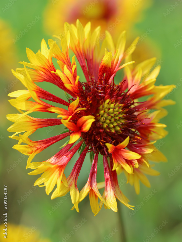 Close up of The Gaillardia Daisy, also known as Blanket Flower, is a fun, color-popping perennial to add to your garden. Yellow wildflower in nature
Close up of The Gaillardia Daisy, also known as Blanket Flower, is a fun, color-popping perennial to add to your garden. Yellow wildflower in nature