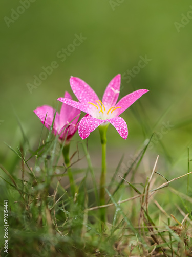 Pink rain lily zephyranthes flower blooms in the garden. Pink rain lily zephyranthes flower have latin named zephyranthes minuta. zephyranthes minuta flower from amaryllidaceae family. Pink rain lily.