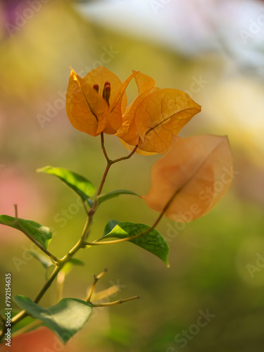 Bougainvillea glabra  the lesser bougainvillea or orange paperflower in nature. Orange flower in the garden  bokeh background 
