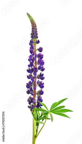 Lupin. decorative plant Lupin for summer design. Pink, lilac, purple, blue lupine on transparent, png