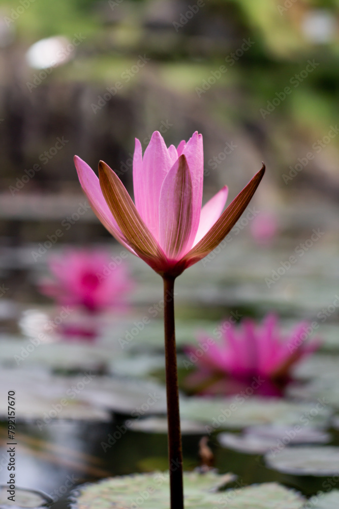 Bright pink blooming lotus flowers from above with green leaves in calm water. Bright pink blooming lotus flowers from above with green leaves in calm water.