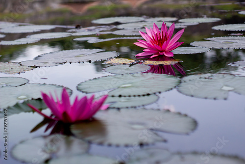 Bright pink blooming lotus flowers from above with green leaves in calm water.