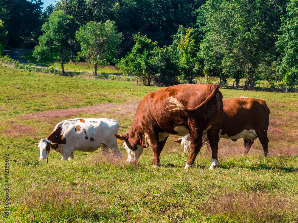 2 Large Cows With A Calf Grazing On Afield With Trees In The Background