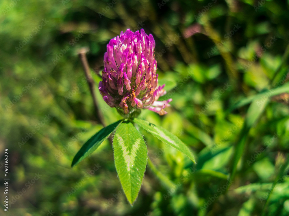 Purple Flower with a Blurred Background of Greenary Purple Flower with a Blurred Background of Greenary
