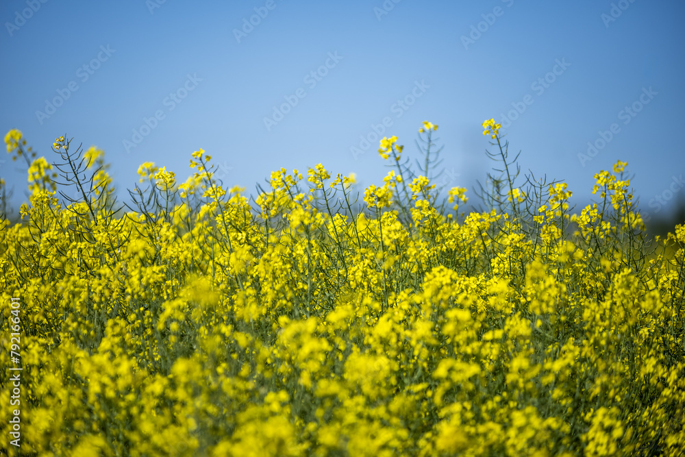 Rapeseed According to the United States Department of Agriculture, rapeseed was the third most important source of vegetable oil in 2000, after soybeans and palm Rapeseed According to the United States Department of Agriculture, rapeseed was the third most important source of vegetable oil in 2000, after soybeans and palm