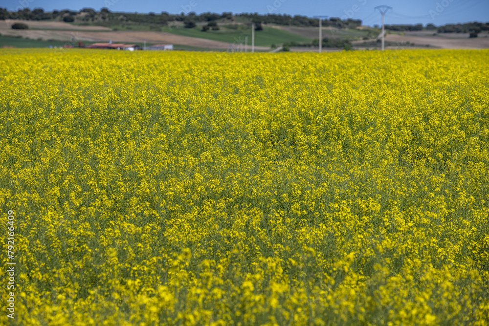 Brassica napus, known as raps and canola (and also as rapeseed for the Oleracea variety) is a species of cultivated plant in the Brassicaceae family