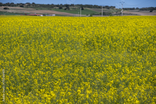 Brassica napus  known as raps and canola  and also as rapeseed for the Oleracea variety  is a species of cultivated plant in the Brassicaceae family