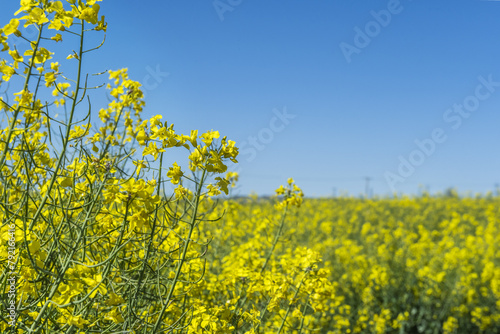 Tableau sur toile Officially, it is considered that the cause of the poisonings that occurred in S