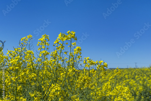 Картината върху платно Furthermore, it has been possible to demonstrate that there is a genetic predisp