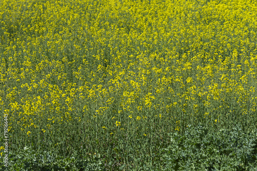Rapeseed is an annual or biennial plant, glabrous or subglabrous. Axonomorphic root, very often fusiform or tuberous photo